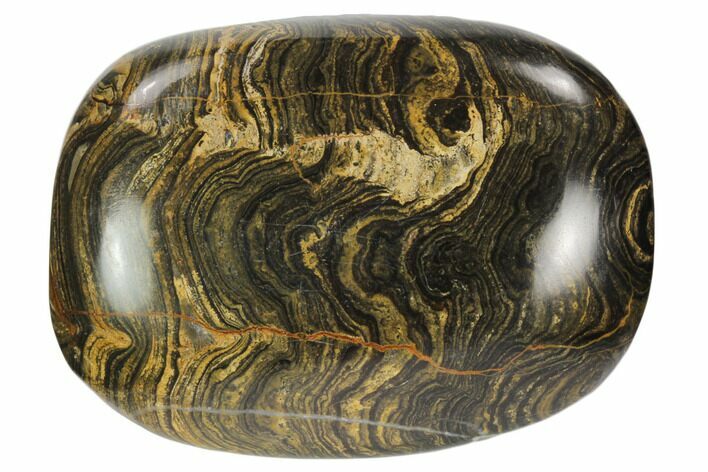 Polished Stromatolite (Greysonia) Pebble - Bolivia #126357